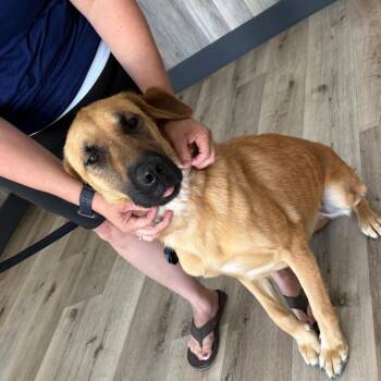 Echo -  German Shepherd Dog Dog for Adoption in Idaho Falls, Idaho - Echo | PetCurious