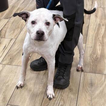 Pit Bull Terrier Dogs Available for Adoption in Newark, New Jersey - Danger | PetCurious