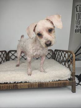 Poodle Dogs Available for Adoption in Fort Wayne, Indiana - Miller | PetCurious