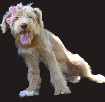 Goldendoodle and Schnauzer Dogs Available for Adoption in Mobile, Alabama - Lilly.  (Sweet And FUN!) | PetCurious