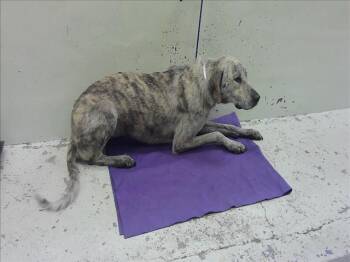 SPIDER -  Catahoula Leopard Dog and Mixed Breed Dog for Adoption in Houston, Texas - SPIDER | PetCurious
