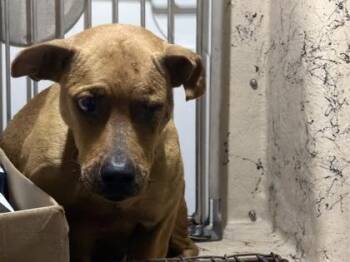 Winnie -  Terrier and Mixed Breed Dog for Adoption in Honolulu, Hawaii - Winnie | PetCurious