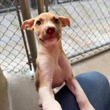 Rosy -  Pit Bull Terrier and Mixed Breed Dog for Adoption in Tulsa, Oklahoma - Rosy | PetCurious
