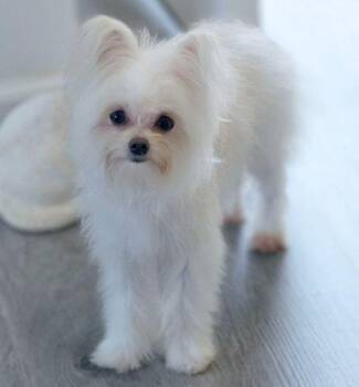 Elsa -  Maltese and Chihuahua Dog for Adoption in Anaheim, California - Elsa | PetCurious