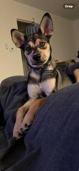 Rescue Mixed Breed Dogs for Adoption in Houston, Texas - Meyer | PetCurious