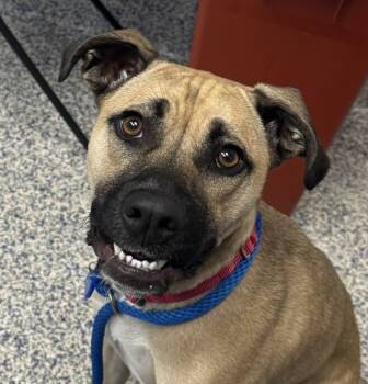 Rescue Pit Bull Terrier Dogs for Adoption in Golden, Colorado - Tonks | PetCurious