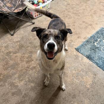 Catahoula Leopard Dog Dogs Available for Adoption - Ruger | PetCurious