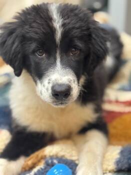 Suku -  Border Collie and Australian Shepherd Dog for Adoption in Fort Lupton, Colorado - Suku | PetCurious