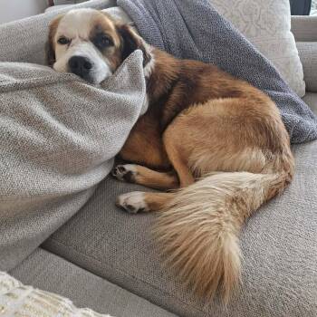 Saint Bernard and Shepherd Dogs Available for Adoption - Sammy Alabania | PetCurious