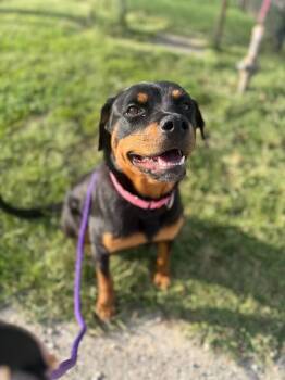 Matilda -  Mixed Breed Dog for Adoption in Cincinnati, Ohio - Matilda | PetCurious