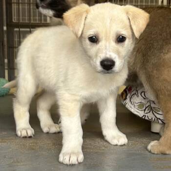 Shepherd Dogs Available for Adoption - BLIZZARD | PetCurious