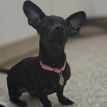 Freddie -  Mixed Breed Dog for Adoption in Auburn, Alabama - Freddie | PetCurious