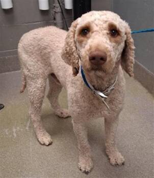 Poodle Dogs Available for Adoption in Las Vegas, Nevada - GROOVY | PetCurious