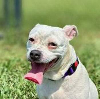 Sadie -  Terrier and Pit Bull Terrier Dog for Adoption in Lebanon, Tennessee - Sadie | PetCurious