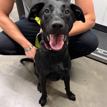 Orchid -  Labrador Retriever Dog for Adoption in Tampa, Florida - Orchid | PetCurious