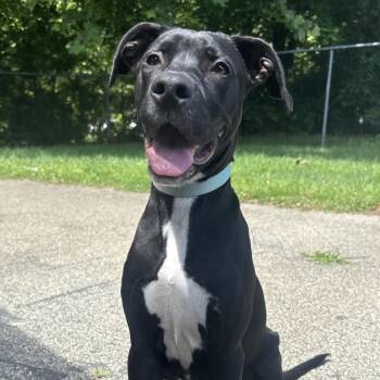 Callie -  Labrador Retriever and Mixed Breed Dog for Adoption in Waynesburg, Pennsylvania - Callie | PetCurious