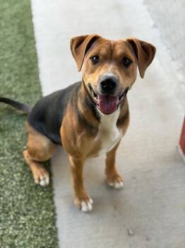Hound Dogs Available for Adoption - Turtle  | PetCurious