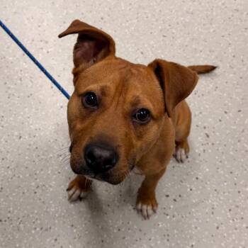 Mixed Breed Dogs Available for Adoption in Indianapolis, Indiana - RJ | PetCurious
