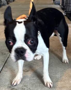 WHOPPER -  Boston Terrier Dog Available for Adoption - WHOPPER | PetCurious