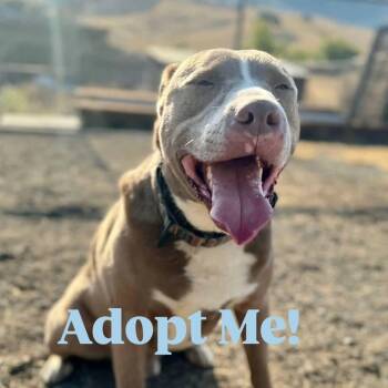 Rescue Pit Bull Terrier Dogs for Adoption in Concord, California - Cesar | PetCurious