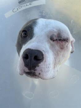 CLAIRE -  Pit Bull Terrier Dog for Adoption in Indianapolis, Indiana - CLAIRE | PetCurious