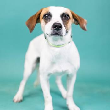 Cowboy -  Mixed Breed Dog for Adoption in Portland, Oregon - Cowboy | PetCurious