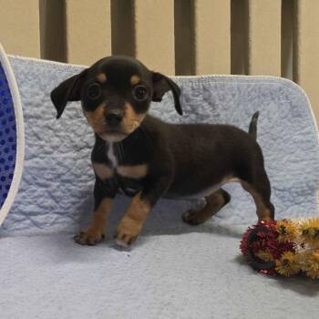 Candace -  Terrier and Dachshund Dog for Adoption in Beaumont, Texas - Candace | PetCurious