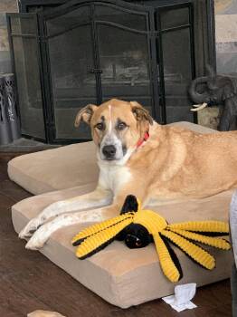 Rescue Anatolian Shepherd and Black Mouth Cur Dogs for Adoption in Pflugerville, Texas - Simba | PetCurious