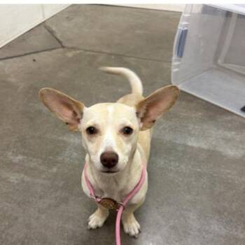 Rescue Chiweenie Dogs for Adoption in Gilbert, Arizona - Kernel | PetCurious