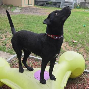 Black Labrador Retriever Dogs Available for Adoption in San Antonio, Texas - Dukalicous | PetCurious