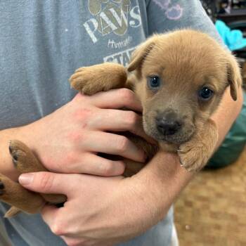 Egg Tamago -  Mixed Breed Dog for Adoption in Springboro, Ohio - Egg Tamago | PetCurious