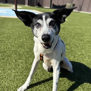 Jack Russell Terrier and Rat Terrier Dogs Available for Adoption in Mt. Juliet, Tennessee - Shelton | PetCurious