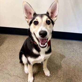 Heidi -  Mixed Breed Dog for Adoption in Portland, Oregon - Heidi | PetCurious