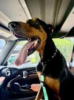 Stitch -  Doberman Pinscher Dog Available for Adoption in Nashville, Tennessee - Stitch | PetCurious