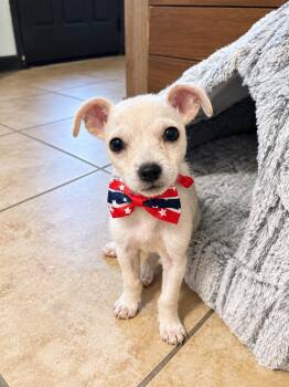 Snoopy -  Chihuahua and Mixed Breed Dog for Adoption in Saugus, Massachusetts - Snoopy | PetCurious