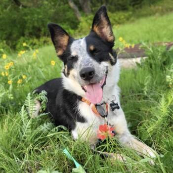 Emrys -  Australian Cattle Dog Blue Heeler and Border Collie Dog for Adoption in Colleyville, Texas - Emrys | PetCurious