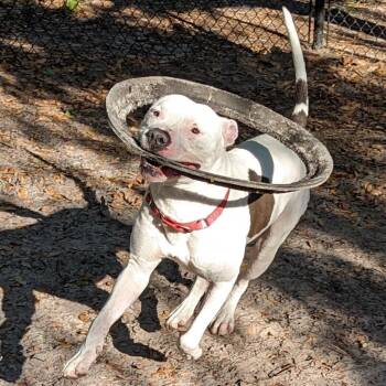 Knox -  Mixed Breed Dog for Adoption in Port Charlotte, Florida - Knox | PetCurious
