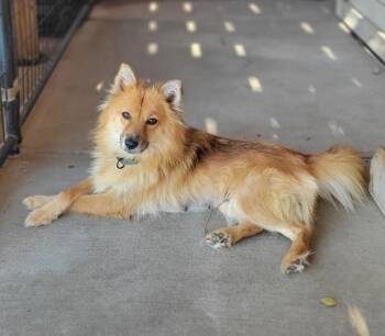 Foxy Lady -  Pomeranian and Mixed Breed Dog for Adoption in Severance, Colorado - Foxy Lady | PetCurious