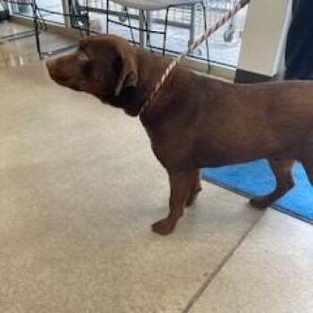 Mixed Breed and Labrador Retriever Dogs Available for Adoption - YORK-Stray-14913 | PetCurious