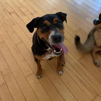 Roxy* -  Hound and Beagle Dog for Adoption in Waynesville, North Carolina - Roxy* | PetCurious