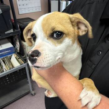 Terrier and Chihuahua Dogs Available for Adoption in Asher, Oklahoma - Maggi | PetCurious