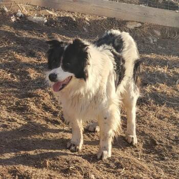 Border Collie Dogs Available for Adoption - Briggs | PetCurious