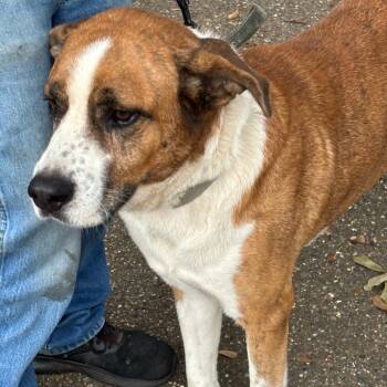 Rescue Anatolian Shepherd Dogs for Adoption in Wadena, Minnesota - Tuff | PetCurious