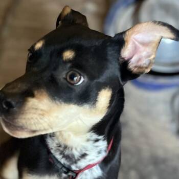 Miniature Pinscher Dogs Available for Adoption in Spring, Texas - Penny | PetCurious