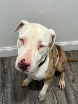 Catahoula Leopard Dog Dogs Available for Adoption in Labelle, Florida - Luna | PetCurious