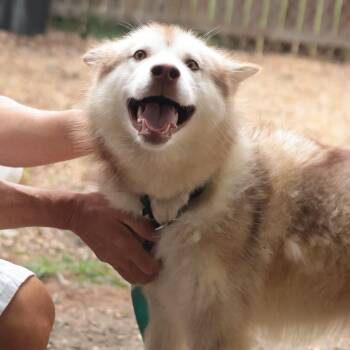 Snow Pea -  Mixed Breed Dog for Adoption in Philadelphia, Pennsylvania - Snow Pea | PetCurious