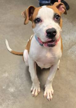 Rescue Pit Bull Terrier and Boxer Dogs for Adoption in Murphysboro, Illinois - Boyd | PetCurious