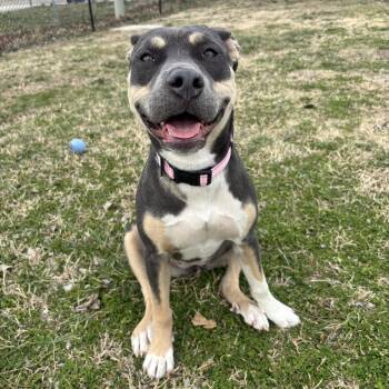 Terrier Dogs Available for Adoption - Valkyrie | PetCurious