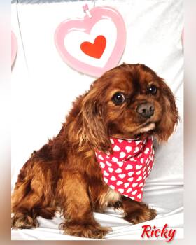 Cavalier King Charles Spaniel Dogs Available for Adoption - Ricky | PetCurious