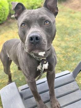 Amiri -  Pit Bull Terrier Dog for Adoption in Charlotte, Michigan - Amiri | PetCurious